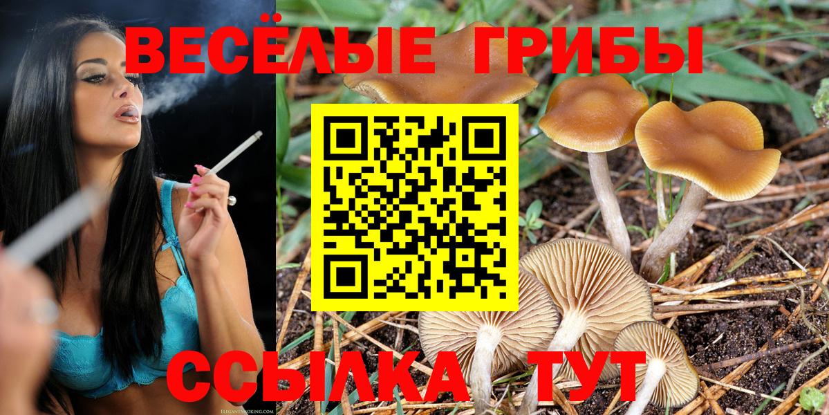 Алатырь  Псилоцибиновые грибы Cubensis  Вход с VPN 